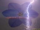 Lightning Flower