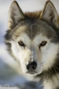 pretty dog