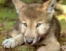 baby wolf