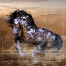 Wild paint layout