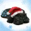 Santa Claus Dog