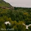 Noah