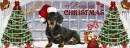 Melanie -Gator Happy Pawfect Christmas