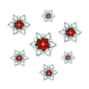 Poinsettia