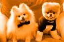 OMG ITS BOO!!