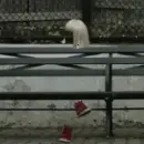 sia