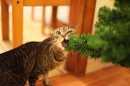 The taste of the season!