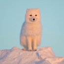 Cute artic fox!