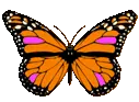 butterfly in orange  pink shade