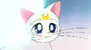 cute cat