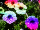 Rainbow flowers!