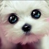 Cute dog