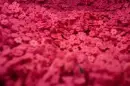 Pink flowers