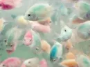 Pastel fishies
