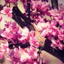 cherry blossom