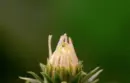 Blooming flower