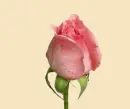 Blooming flower