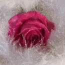 pink rose