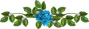 Blue Rose