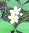 White Flowers