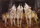 Howling wolves
