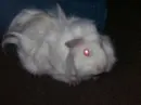 demon pig!