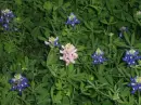 blue bonnets