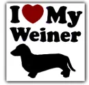 Dachshund 