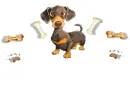 Dachshund 