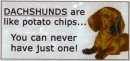 Dachshund 