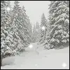 Snow avatar