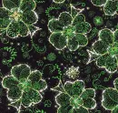 Shamrock - background