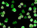 Shamrock - background