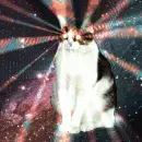 Eternal Cat