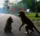  Monkey-Cat-Seagull 