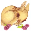 Bunny