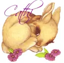 Cathi