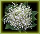 flori