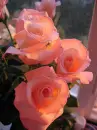 flori