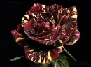 flori