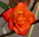 flori