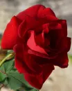 flori