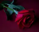 flori