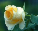 flori