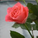 flori