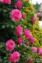flori
