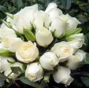 flori