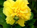 flori