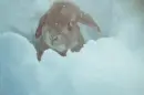 Bunny In Snow