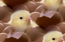 Chickens background